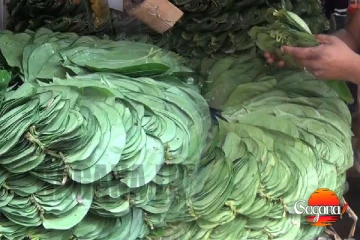 දේශීය වෙළදපොලේ බුලත් මිල ඉහළට