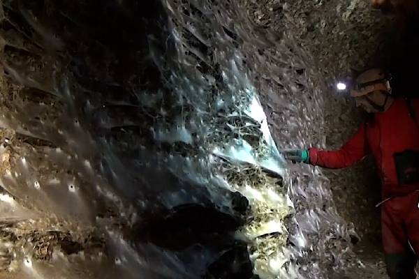 1,140 அடி.. ஒட்டு மொத்த சிலந்தியும் ஒரே வலைக்குள்! பிரம்மித்து போன விஞ்ஞானிகள் | Worlds Biggest Spiderweb Discovered