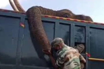 இறந்த யானைக்காக கதறி அழுத வனக்காவலர்: வைரலாகும் வீடியோ