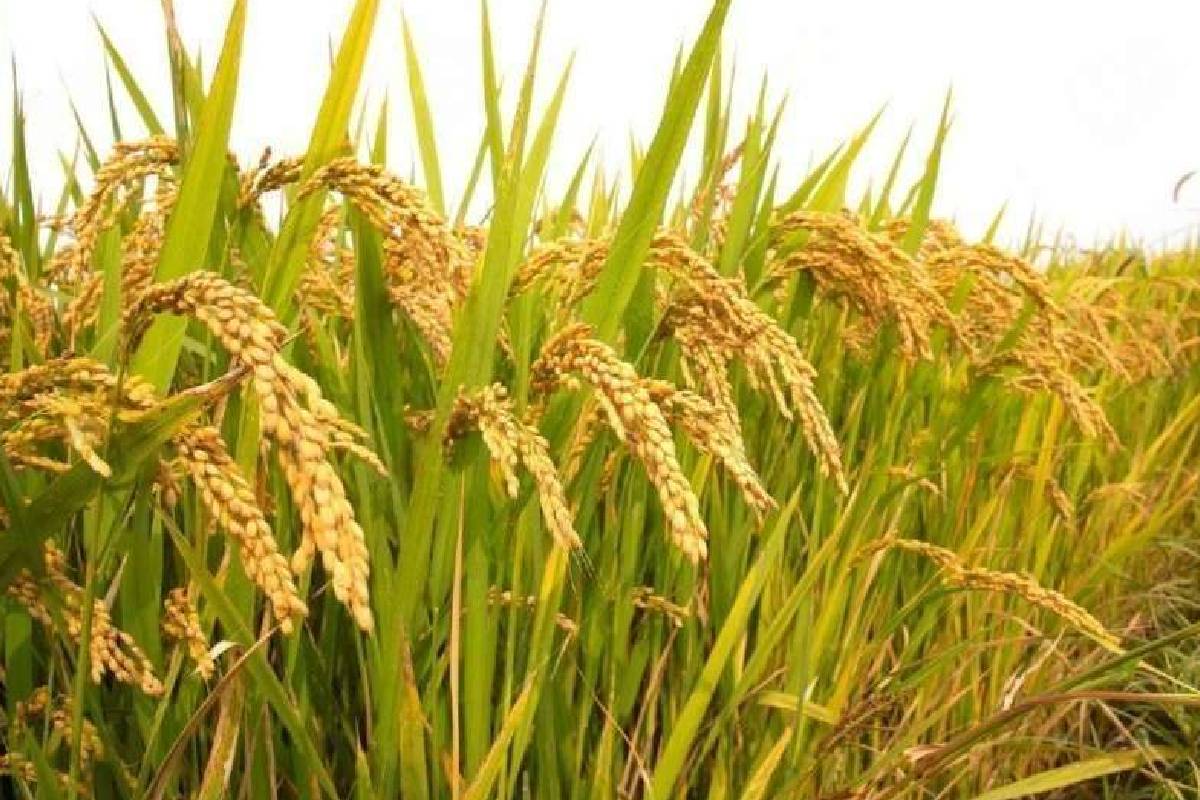 நெல்லுக்கு நிர்ணய விலை குறித்து வெளியான முக்கிய அறிவிப்பு | Important Announcement Regarding Fixed Price Paddy நெல்லுக்கு நிர்ணய விலை குறித்து வெளியான முக்கிய அறிவிப்பு | Important Announcement Regarding Fixed Price Paddy