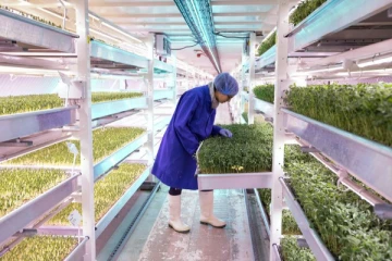 லண்டனில் பதுங்கு குழிக்குள் சிறப்பாக நடைபெறும் விவசாயம்