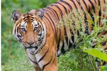 21 நாட்களாக தேடப்பட்டு வந்த ஆட்கொல்லி புலி பிடிபட்டது - வனத்துறையினருக்கு மக்கள் பாராட்டு