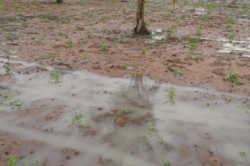 சுதந்திரபுரத்தில் 600 ஏக்கர் நிலக்கடலை செய்கை மழையினால் அழிவு(Photos)