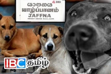 யாழில் அதிகரித்து வரும் கட்டாக்காலி நாய்களின் தொல்லை: பொதுமக்கள் பாதிப்பு