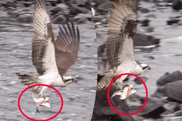 Viral Video: கழுகின் அசால்ட்டான மீன் வேட்டை... ஒரே நேரத்தில் சிக்கிய இரண்டு மீன்கள்