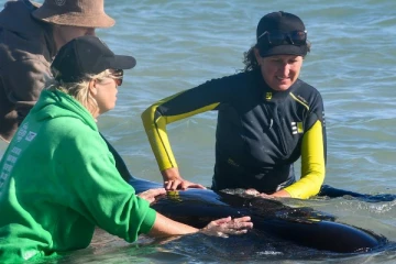 ஆஸ்திரேலிய கடற்கரையில் சிக்கித் தவிக்கும் 100க்கும் மேற்பட்ட திமிங்கலங்கள்