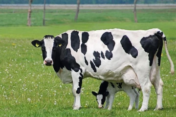 வயிற்றில் கன்றுக்குட்டி இருந்த நிலையில் பசுவை கொன்ற கொடூரம்