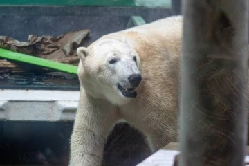 கனடாவில் தம்பதியினரை தாக்கிய பனிக்கரடி... மனைவியை காப்பாற்றிய கணவன்!