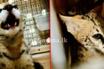 අනවසරයෙන් මෙරටට ගෙන ආ අප්‍රිකානු කැලෑ බළලා...