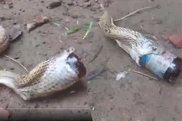 கண்ணாடி போத்தலை விழுங்கிய நல்ல பாம்பு... கடவுளாக மாறிய மனிதர்களின் நெகிழ்ச்சி செயல்