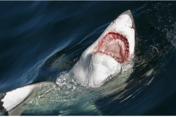 வெளிநாடொன்றிற்கு சுற்றுலா சென்ற ஜேர்மன் இளம்பெண்ணுக்கு நேர்ந்த துயர முடிவு