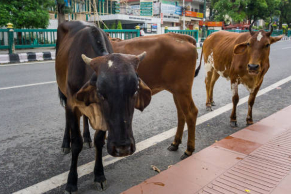 அல்வா, பூரி தின்ற 20 பசுக்கள் உயிரிழப்பு | 20 Cows Die After Eating Halwa Puri India