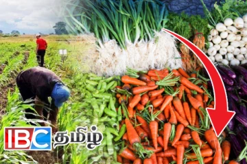 மரக்கறி விலையில் வீழ்ச்சி: விவசாயிகளுக்கு ஏற்பட்டுள்ள அவலநிலை