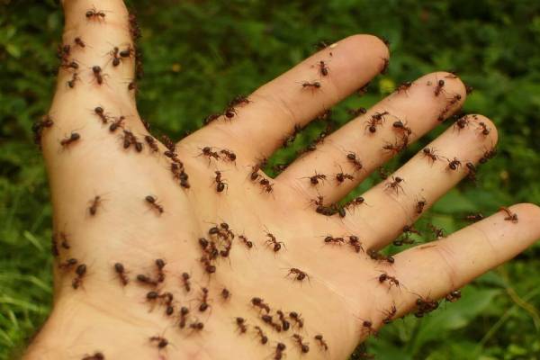 எறும்பை பார்த்து கணவருக்கு கடிதம் எழுதிவிட்டு உயிர்துறந்த பெண் - நடந்தது என்ன? | Myrmecophobia Symptoms Deceased Woman Viral எறும்பை பார்த்து கணவருக்கு கடிதம் எழுதிவிட்டு உயிர்துறந்த பெண் - நடந்தது என்ன? | Myrmecophobia Symptoms Deceased Woman Viral