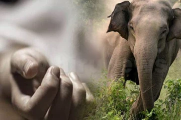 காட்டு யானை தாக்கியதில் மாணவி படுகாயம்