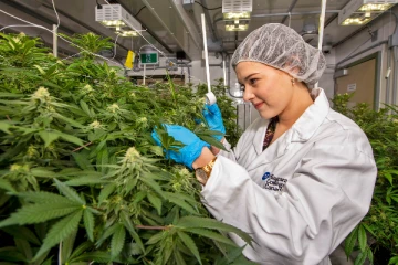 இலங்கையில் இருந்து கஞ்சா ஏற்றுமதி?