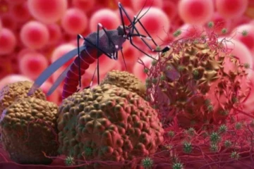 கொடூரமாக தாக்கும் புதிய வகை டெங்கு… இந்த அறிகுறிகள் இருந்தா உடனே மருத்துவமனைக்கு செல்லுங்கள் - மத்திய அரசு எச்சரிக்கை