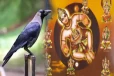 வீட்டிற்கு அடிக்கடி காகம் ஏன் வருது தெரியுமா? வாஸ்து பார்வையில் விளக்கம்