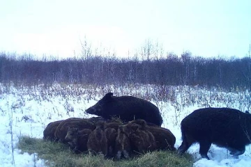 கனடாவின் தேசிய பூங்கா ஒன்றில் முதல் முறையாக காணப்பட்ட காட்டு பன்றிகள்