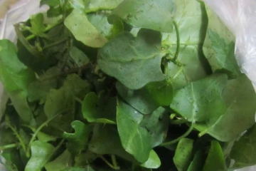 சுகர் நோயை மின்னல் வேகத்தில் விரட்டியடிக்கும் தூதுவளை சாறு!