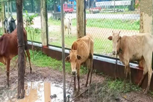 தமிழர் பகுதியொன்றில் இறைச்சிக்காக சிறிய கன்றுகள் வெட்டப்படுகின்றதா? | Puthukkudiyiruppu Small Calves Slaughtered To Meat