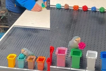 சீனாவில் உலக சாதனை படைத்த கிளி