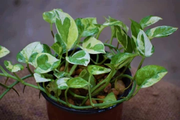 வீட்டிற்கு அதிர்ஷ்டத்தை அள்ளி வழங்கும் மணி பிளாண்டை வளர்ப்பது எப்படி?