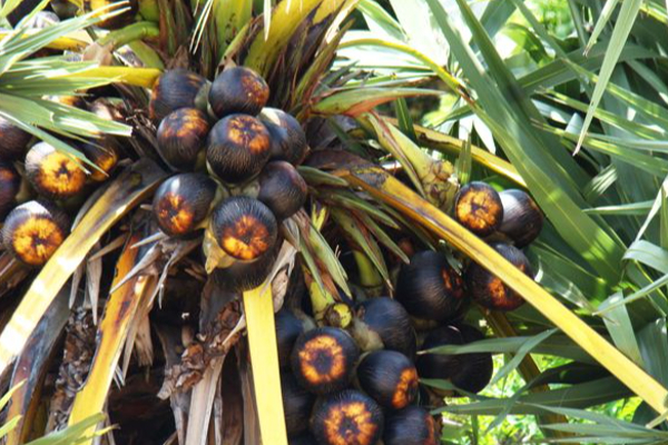 யாழின் கற்பக விருட்சம் என அழைக்கப்படும்  அற்புத கிழங்கின் அரிய நன்மைகள்! | The Most Abundant Wonderful Tuber In Jaffna