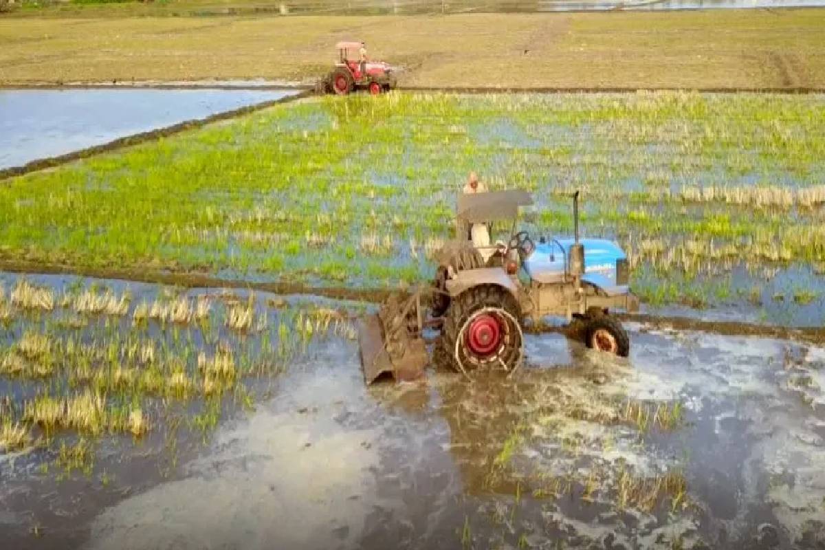 கந்தளாய் பகுதியில் சிறுபோக நெற்செய்கை ஆரம்பம் | Small Scale Paddy Cultivation In Kandalai Area