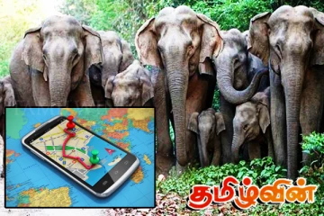 காட்டு யானைகளை சரணாலயங்களுக்கு அனுப்புவதற்காக ஜிபிஎஸ் தொழில்நுட்பம்