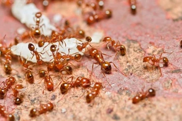 வீட்டுல எறும்புகள் தொல்லை அதிகமாக இருக்கின்றதா? ஓடஓட விரட்ட இதோ டிப்ஸ்