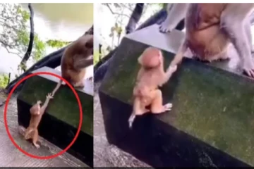 தாயின் வாலை பிடித்து இழுத்து பாடம் புகட்டிய சுட்டி குரங்கு...மனவலிமை இருந்தால் எதையும் சாதிக்கலாம்!  மில்லியன் இதயங்களை வென்ற காட்சி