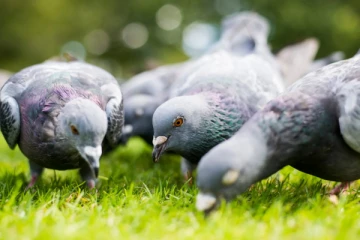 தெஹிவளை மிருகக்காட்சிசாலையில் களவாடப்பட்ட புறாக்கள்!