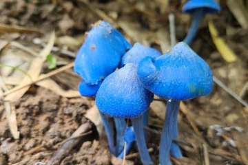 அரியவகை நீல நிற காளான் கண்டுபிடிப்பு; சாப்பிடக்கூடியதா என ஆய்வு