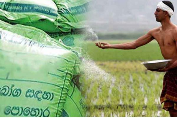 பெரும்போக நெற்செய்கை விவசாயிகளுக்கான மானிய உரக் கொடுப்பனவு வைப்பிடும் பணிகள் | Fertilizer Payments For Heavy Rice Farmers
