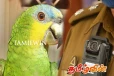 பொலிஸாருக்கு அதிர்ச்சி கொடுத்த கிளி - சிக்கிய பெருந்தொகை தங்க நகை