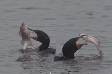 Viral Video: மிகப்பெரிய மீனை லாவகமாக விழுங்கிய வாத்து! திகைக்க வைக்கும் காட்சி