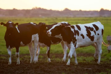 களவாடப்படும் மாடுகள்; 25 ஆயிரம் ரூபா சன்மானம்!