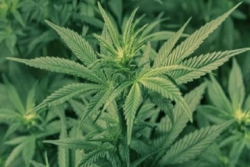 மோல்டாவில் வீட்டுத் தோட்டத்தில் 4 கஞ்சா செடிகளை பயிரிட அனுமதி