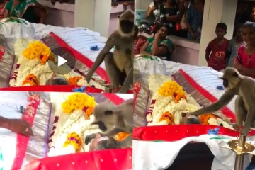 කන්න දීපු ස්වාමියා මියගිය පසු වඳුරෙක් සිදුකළ දේ..ගමම සංවේදී කළ සිදුවීම මෙන්න..සංවේදී දර්ශන සහිතයි(VIDEO)
