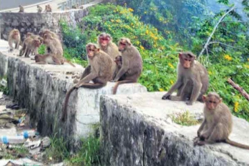 மீண்டும் உலகை அச்சறுத்தும் சீனா! மற்றுமொரு வைரஸ் தாக்கம் - வெளிவந்த அடுத்த எச்சரிக்கை