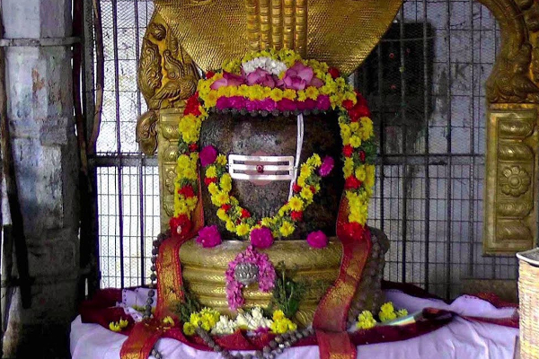 மகா சிவராத்திரியில் சிவனுக்கு இந்த மலர்களால் பூஜை செய்தால் நினைத்தது நிறைவேறும்! | Shiva With These Flowers On Maha Shivratri