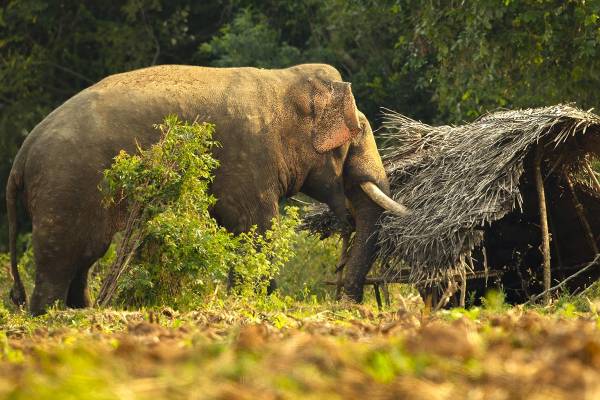 அதிகாலையில் நடந்த கோர விபத்து: தடம் புரண்ட தொடருந்து மீட்கும் பணி ஆரம்பம் | Work Begins To Recover Derailed Train அதிகாலையில் நடந்த கோர விபத்து: தடம் புரண்ட தொடருந்து மீட்கும் பணி ஆரம்பம் | Work Begins To Recover Derailed Train