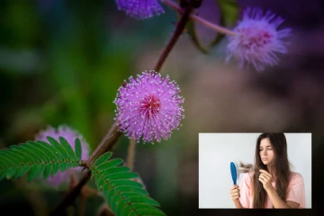 අදහාගත නොහැකි තරම් ගුණ ඇති නිදිකුම්බා වල ප්‍රතිලාභ.