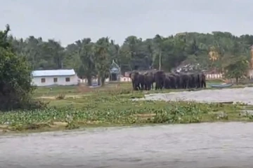 தமிழர் பகுதியின் பல கிராமங்களை அச்சுறுத்தும் காட்டு யானை கூட்டம்