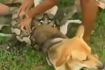 துடி துடித்த நாய்! சுற்றி வளைத்த ராட்சத மலைப்பாம்பையே அலறவிட்ட 3 சிறுவர்கள்! வைரல் வீடியோ