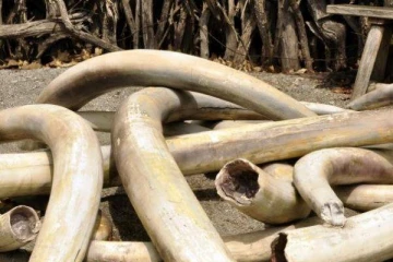 யானைகளைக் கொன்று தந்தத்தை எடுத்துச்சென்ற விஷமிகள்