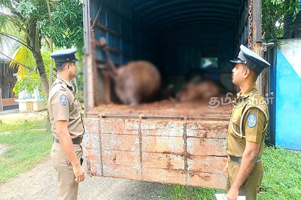 சட்டவிரோதமான முறையில் கால்நடை கடத்தல்: பொலிஸாரின் அதிரடி நடவடிக்கை(Photos) | Illegal Cattle Smuggling Jaffna Vuniya Mullaithivu