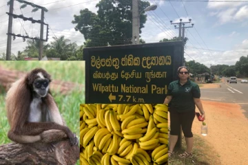 வில்பத்து பூங்காவிற்கு சென்ற வெளிநாட்டு பெண்ணுக்கு நேர்ந்த நிலை