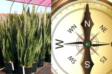 வாஸ்து: பாம்பு செடி வளர்ப்பதால் கிடைக்கும் நன்மைகள்